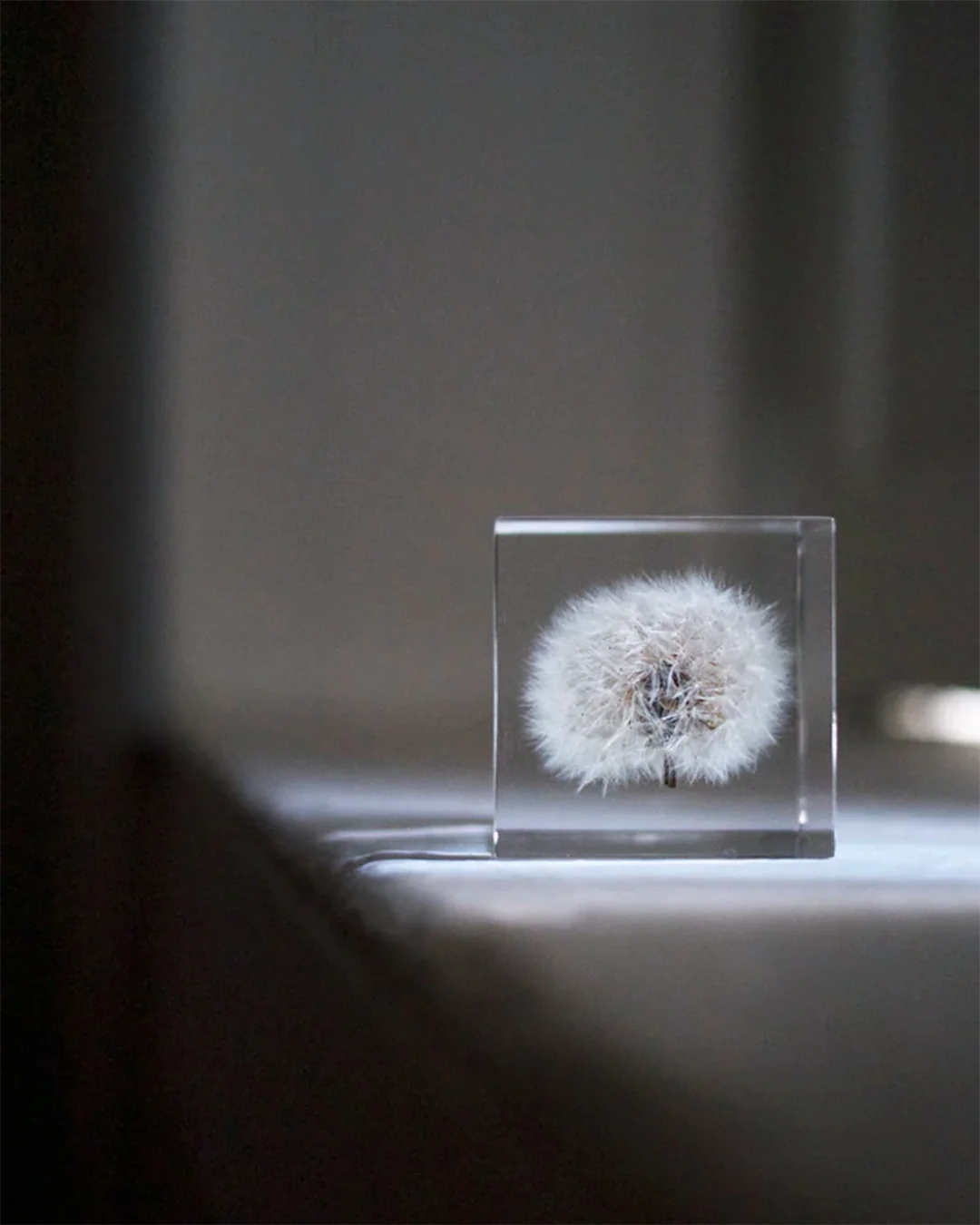 Dandelion Sola Cube view 3