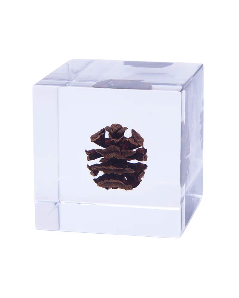 Dawn Redwood Sola Cube