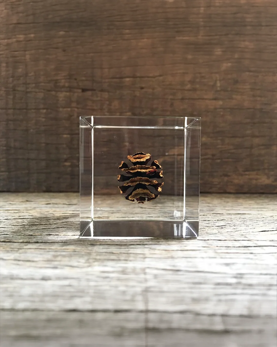 Dawn Redwood Sola Cube view 3