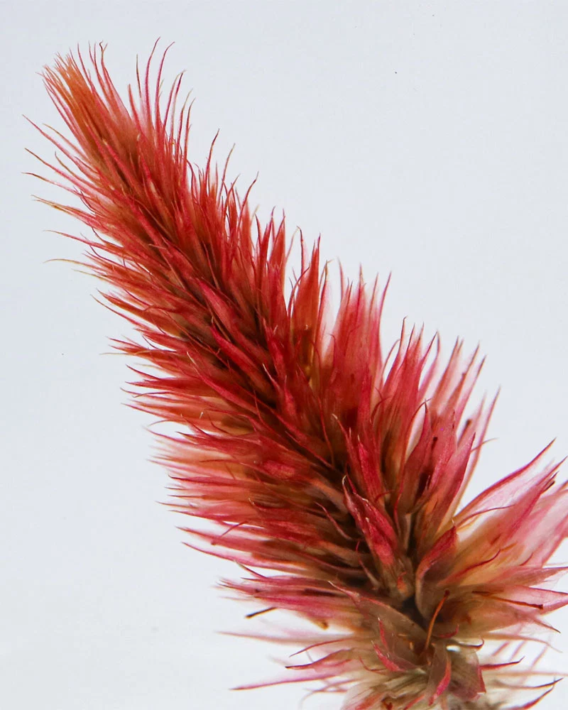 Quail Grass Sola Cube